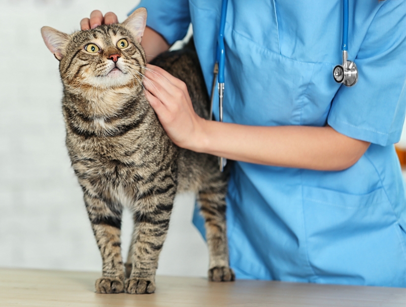 Veterinary Jobs in New York