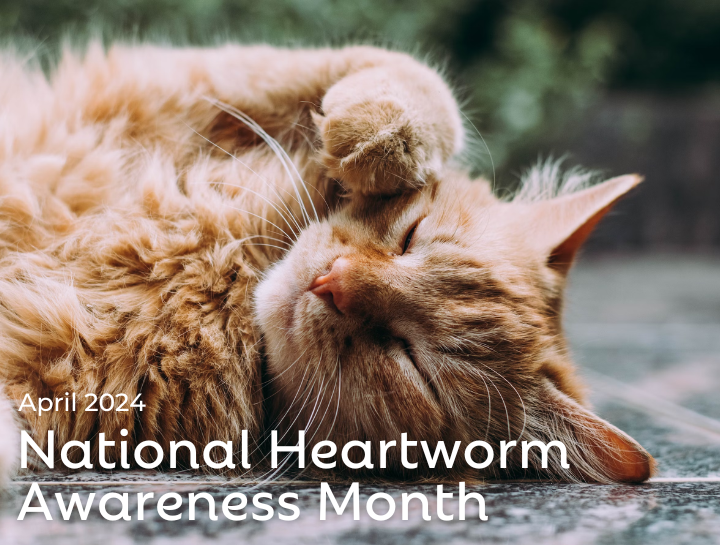 National Heartworm Awareness Month