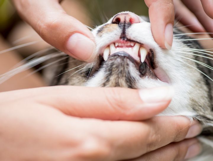 Pet Dental Care in $city