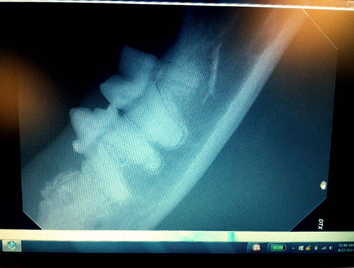 Cat Teeth xray